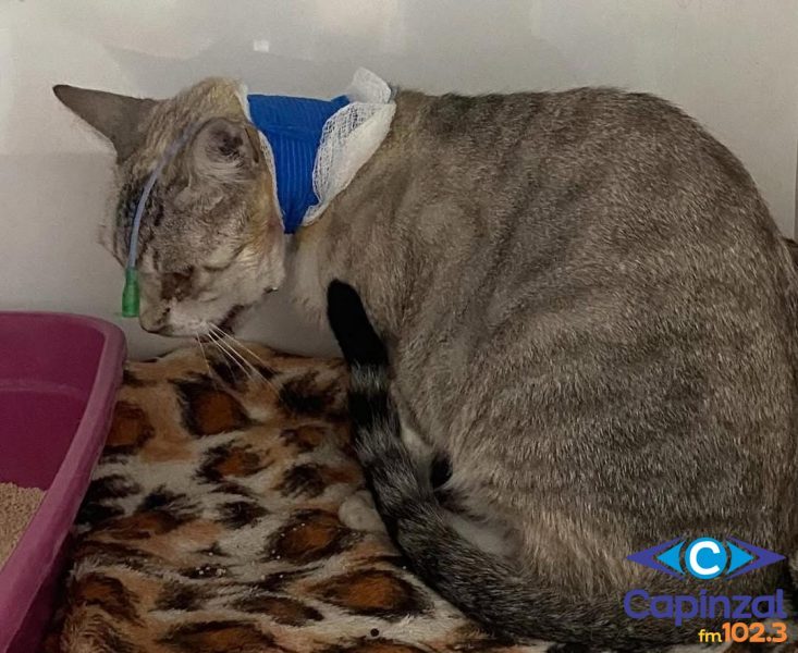 Gata morre após ser atingida por tiros de chumbinho em Capinzal, diz entidade de proteção animal