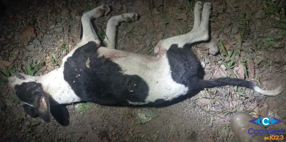 Polícia investiga denúncia de maus-tratos contra animal em Anita Garibaldi
