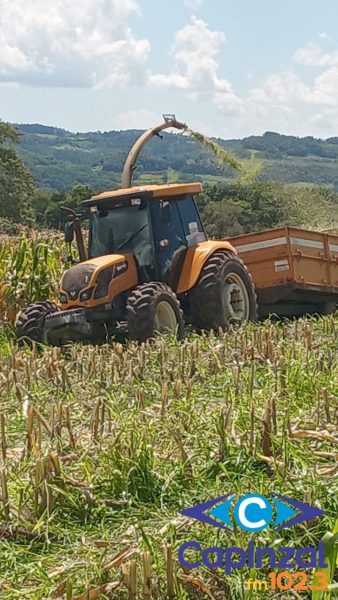 Secretaria de Agricultura intensifica colheita do milho para produção de silagem em Ouro