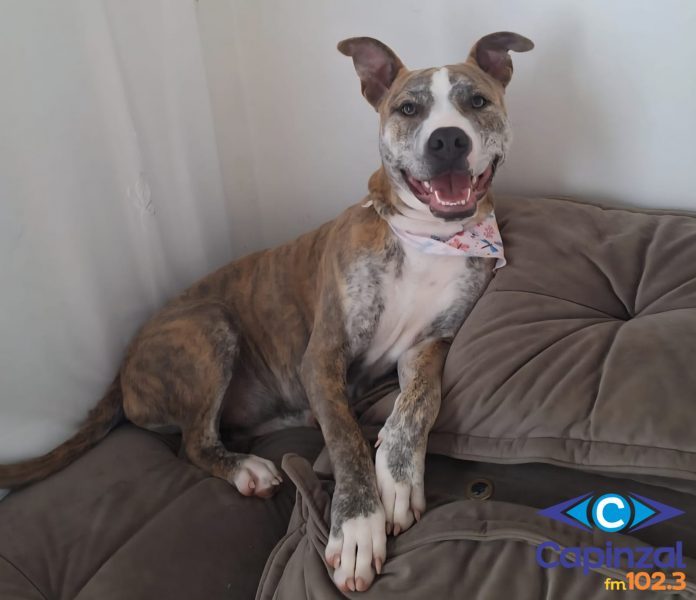 Família pede justiça após cadela ser morta a tiro no interior de Campos Novos