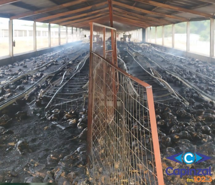 Incêndio causa danos em aviário e provoca morte de cerca de 7 mil aves em Campos Novos