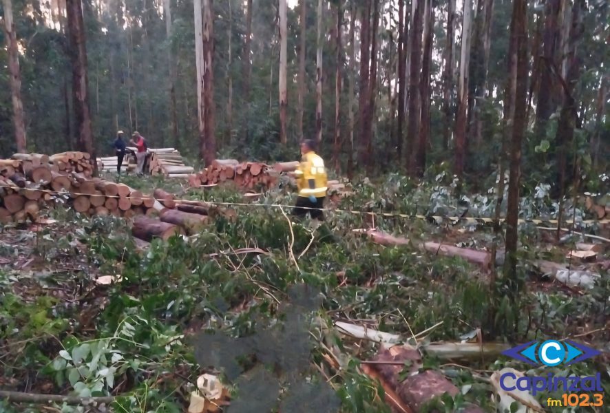 Homem morre após ser atingido por árvore no interior de Rio das Antas