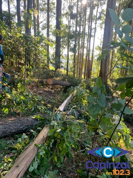 Trabalhador morre em acidente durante corte de pinus no interior de Lindóia do Sul