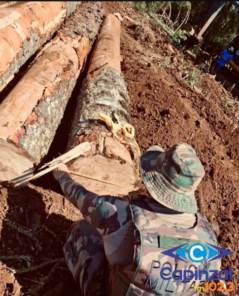 Polícia Ambiental flagra corte ilegal de 21 araucárias ameaçadas de extinção em Vargem