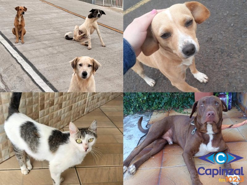 Faunamiga divulga carta aberta e alerta para esgotamento dos voluntários diante do aumento de abandonos