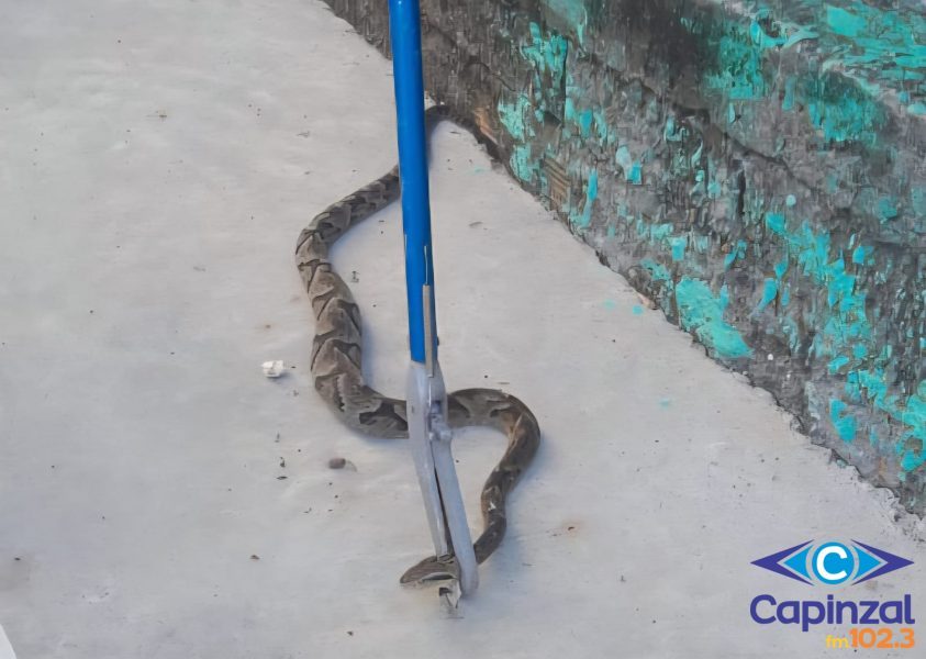 Bombeiros capturam duas cobras da espécie jararaca em escola de Capinzal