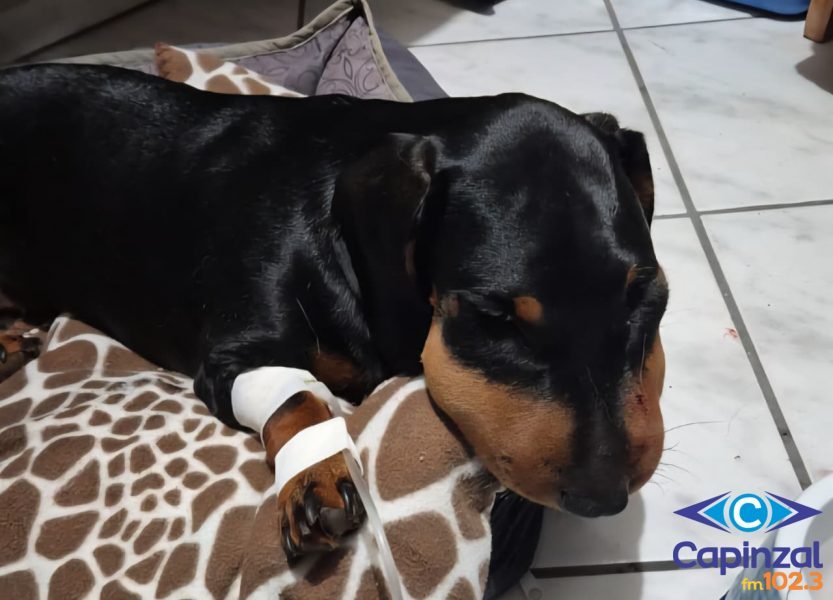 Cachorra morre após ser picada por cobra em Capinzal