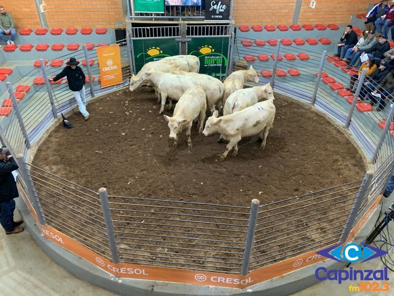 Sindicato Rural de Capinzal confirma para abril o 60º Leilão do Gado Geral