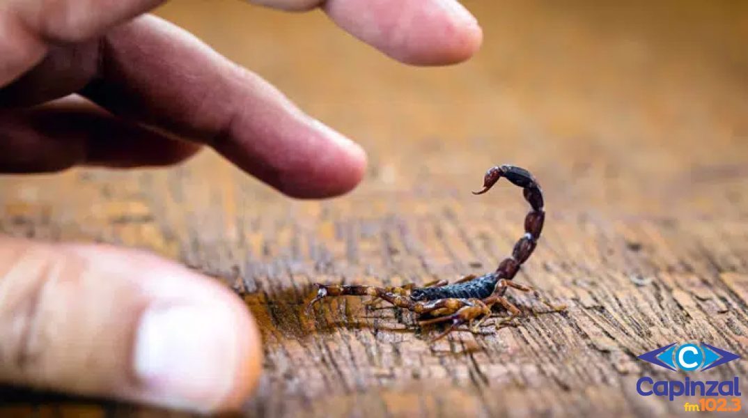 Homem é atendido pelos Bombeiros após picada de escorpião em Capinzal