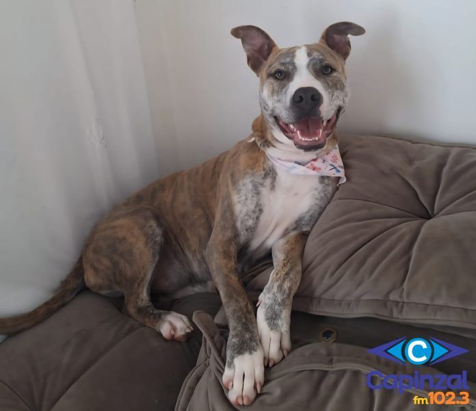 Polícia Civil conclui investigação sobre morte de cadela baleada no interior de Campos Novos