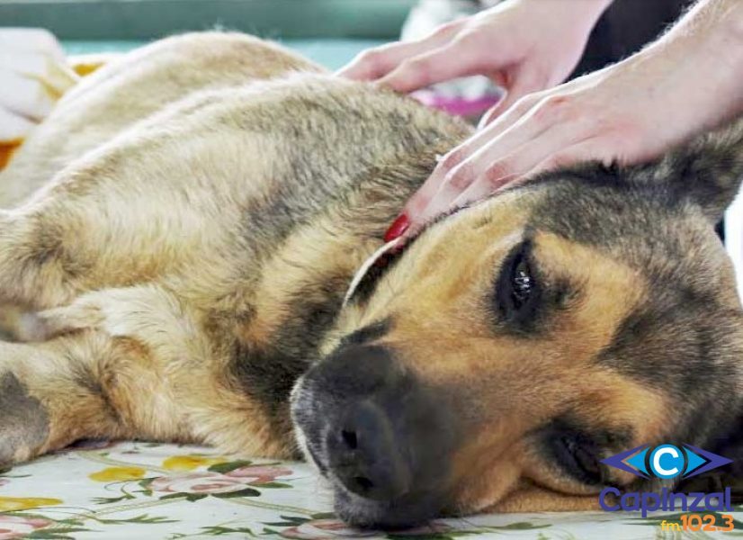 Faunamiga confirma duas mortes por parvovirose canina em Capinzal e faz alerta à população
