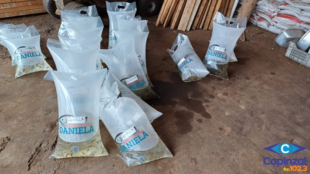 Epagri e secretarias de agricultura lançam campanha de compra coletiva de alevinos em Capinzal e Ouro