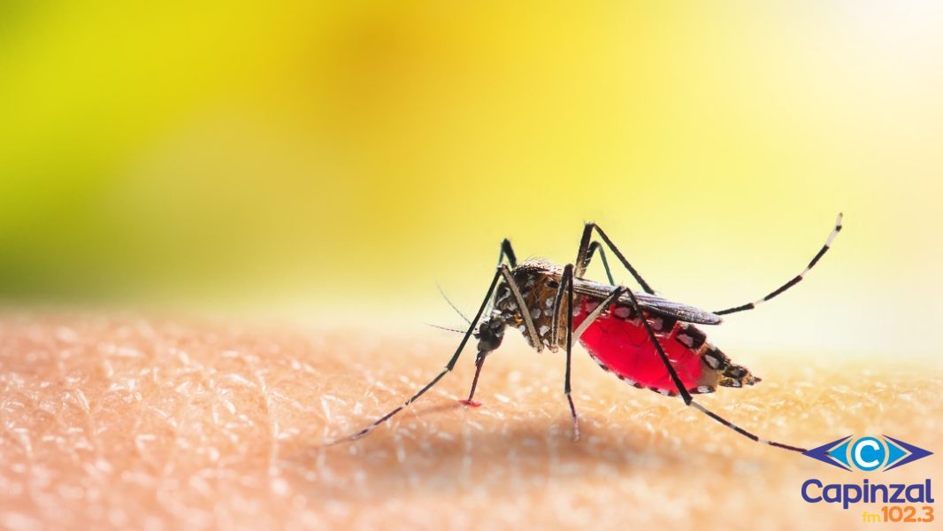 Capinzal registra 81 focos do mosquito da dengue e mantém alerta à população