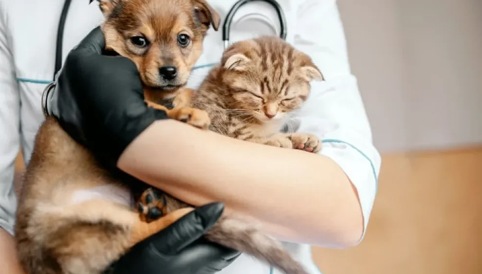 Capinzal terá 500 castrações e chipagens de animais; licitação aguarda análise de recurso