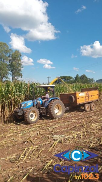 Mais de 700 hectares de milho para silagem já foram colhidos em Ouro