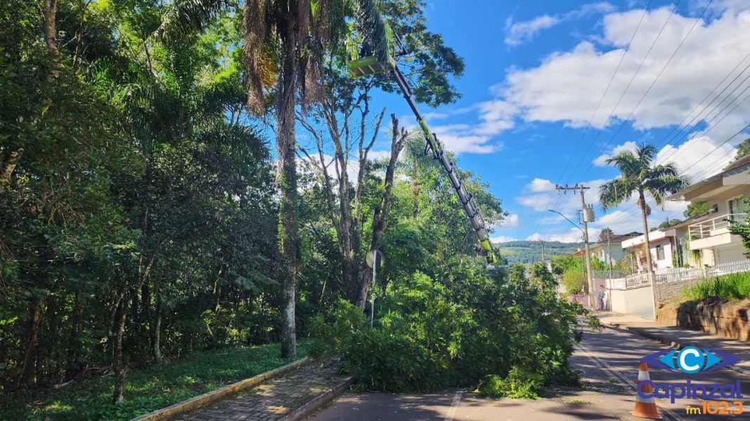 Corte de árvores exóticas e poda preventiva são realizados na Rua José Zortéa, em Capinzal