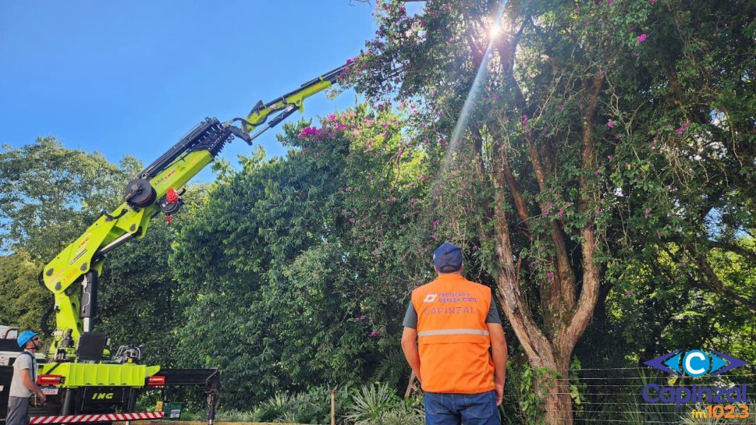 VÍDEO: Corte de árvores exóticas e poda preventiva são realizados na Rua José Zortéa, em Capinzal