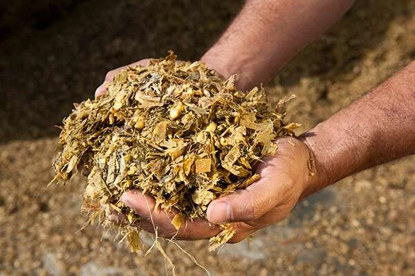 Colheita de silagem supera 850 hectares e deve ultrapassar mil em Ouro