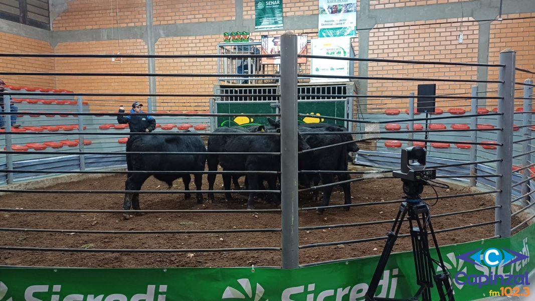 Leilão do Gado Geral supera expectativas e movimenta mais de R$ 1,2 milhão em Capinzal