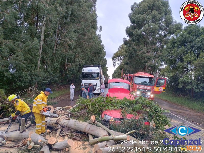 Queda de árvore provoca acidente e interdita SC-350 em Lebon Régis