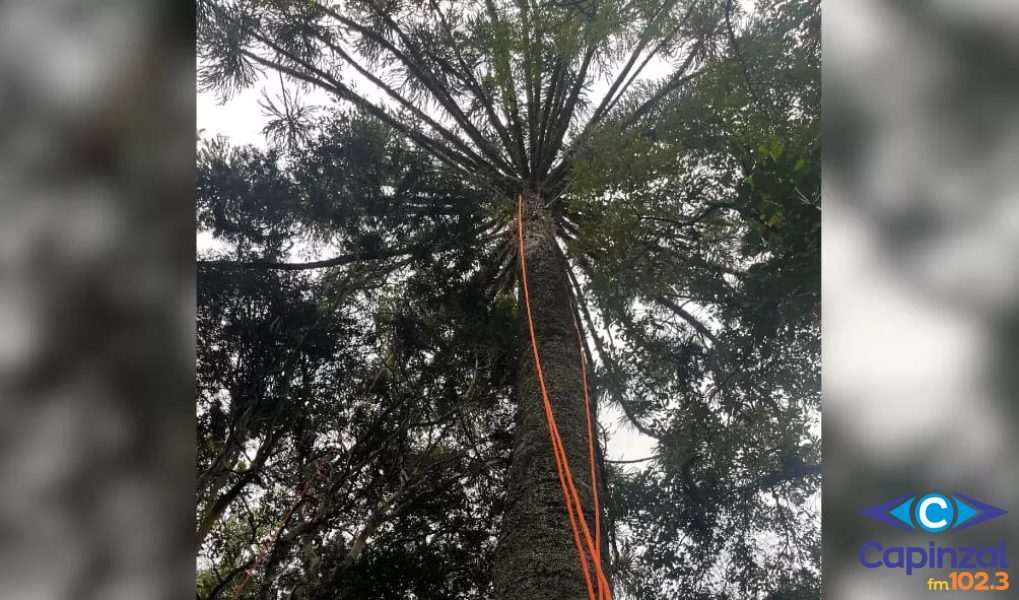 Homem fica preso em árvore de 15 metros para colher pinhão em SC