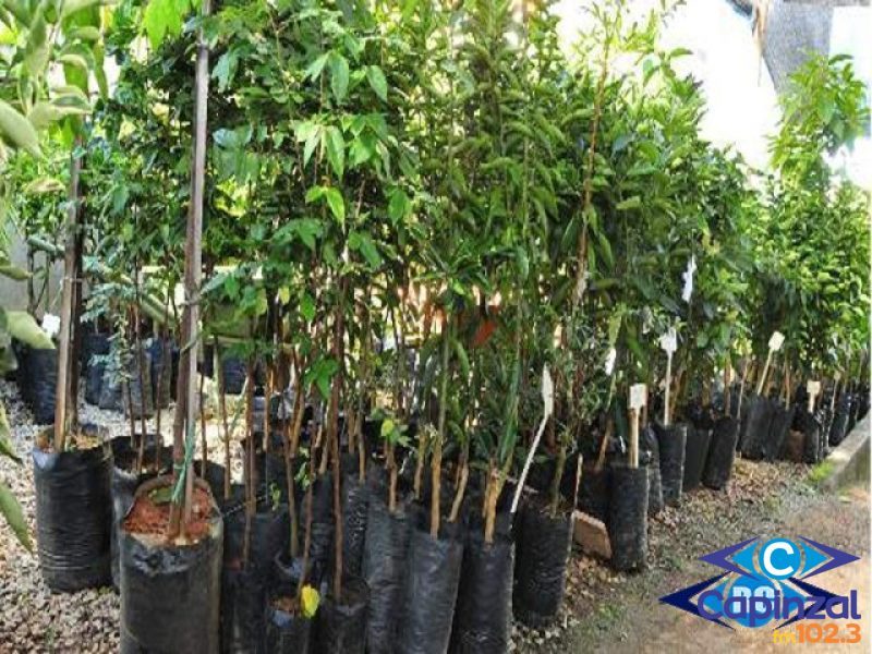Agricultura anuncia reserva de mudas frutíferas e ornamentais para moradores de Piratuba
