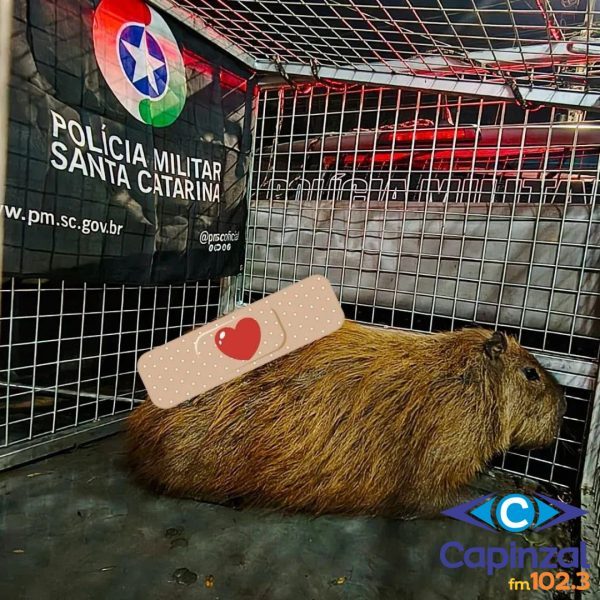 Capivara ferida é resgatada pela Polícia Militar Ambiental e Bombeiros em Fraiburgo