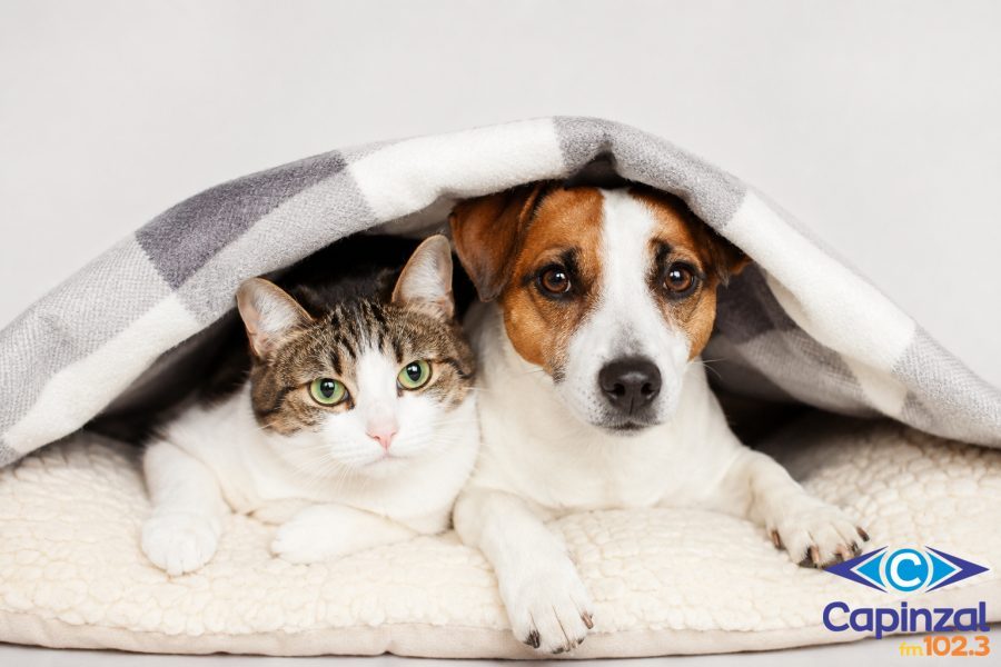 Em entrevista à Capinzal FM, protetora animal alerta para cuidados com pets durante o frio