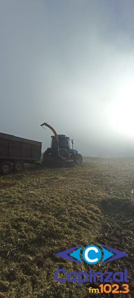 Secretaria da Agricultura supera a marca de mil hectares de milho colhido para silagem em Ouro