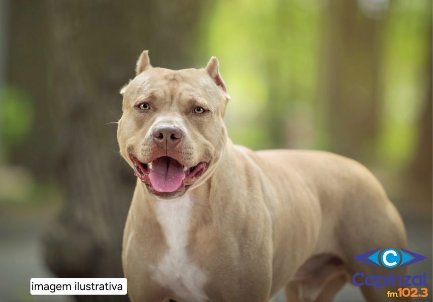 Mulher fica ferida após ataque de cães da raça Pit Bull em Campos Novos