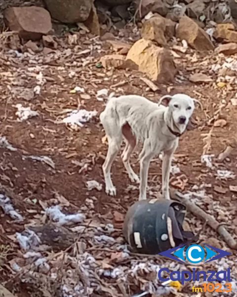 Cães em situação extrema de maus-tratos são resgatados pela PM e ONG em Capinzal