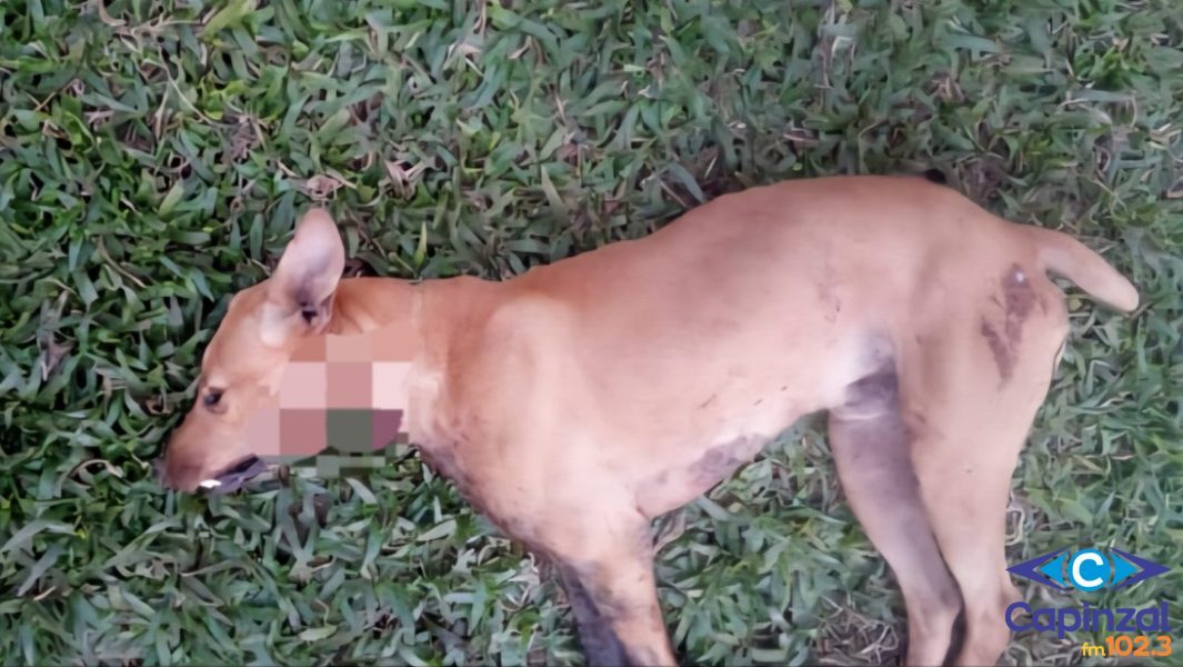 Cachorro é morto a facadas e morador denuncia caso de maus-tratos no interior de Ouro