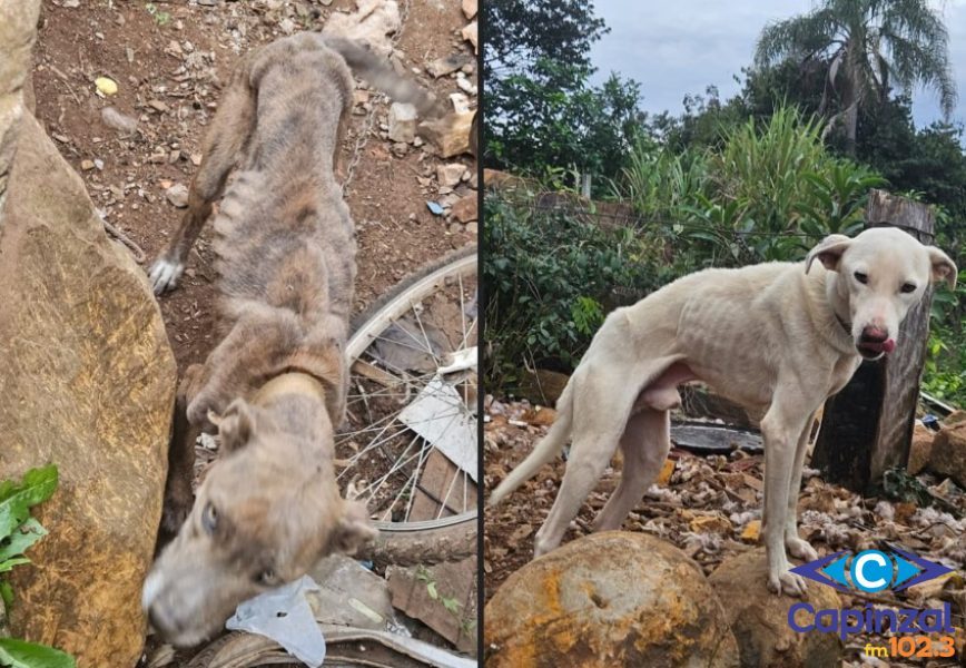 Presidente da Faunamiga atualiza estado de cães resgatados em Capinzal e alerta população para não doar animais a autor de maus-tratos