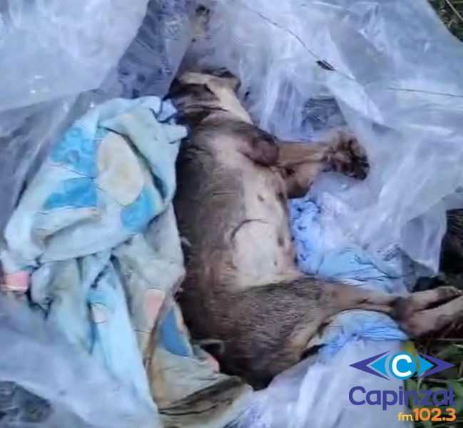 VÍDEO: Cachorro morto é encontrado enrolado em pano e plástico no interior de Ouro