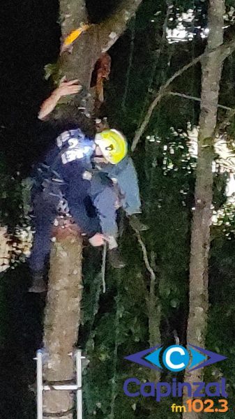 Homem fica preso a 15 metros de altura após acidente durante corte de árvore em Herval d’Oeste