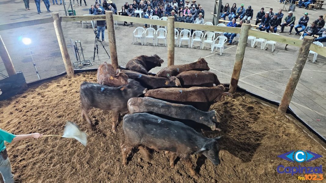 Zortéa recebe nesta terça-feira o 12º Leilão de Gado Geral promovido pelo Sindicato Rural e Prefeitura