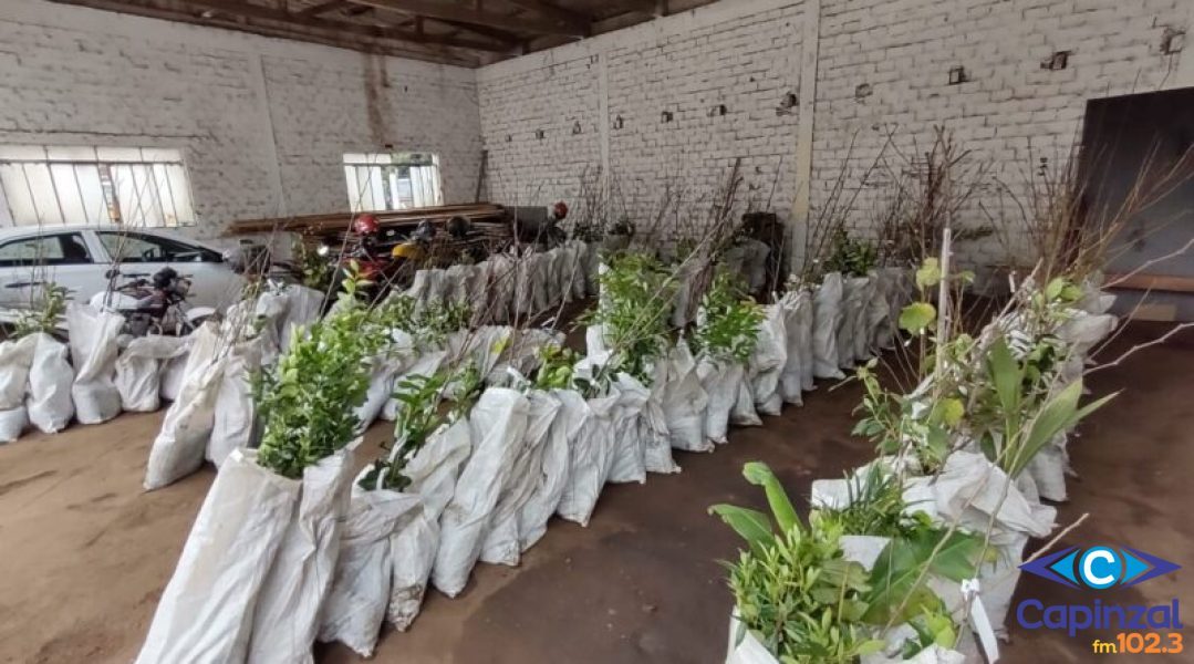 Produtores de Ouro adquiriram mais de 850 mudas frutíferas, através da compra coletiva