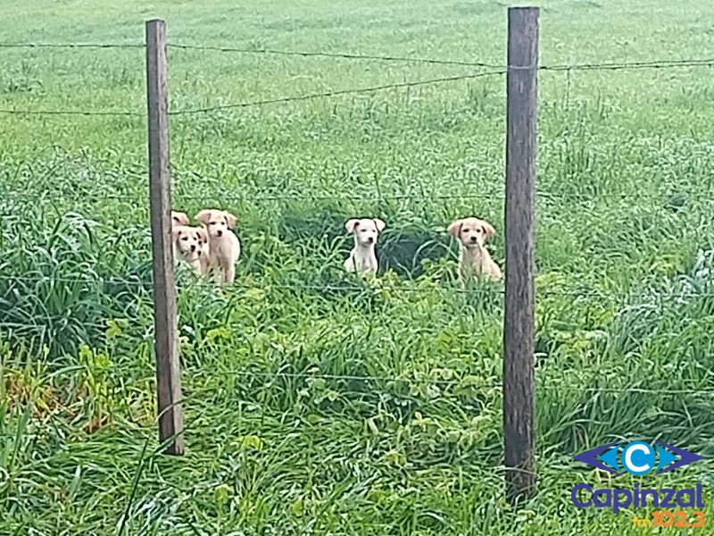 Cadela e seis filhotes são abandonados em comunidade do interior de Capinzal; ONG busca ajuda da população