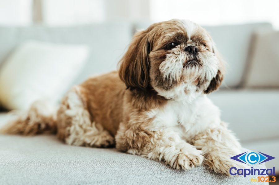 Pets idosos: veterinária explica como identificar a 'melhor idade' e quais cuidados garantem qualidade de vida aos animais
