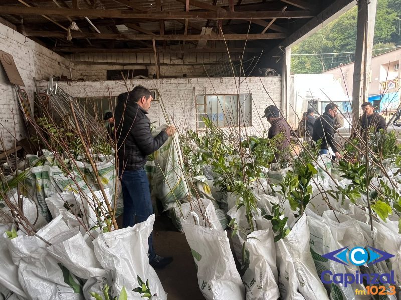Compra Coletiva: Prefeitura de Ouro entrega 860 mudas frutíferas e ornamentais para 70 famílias