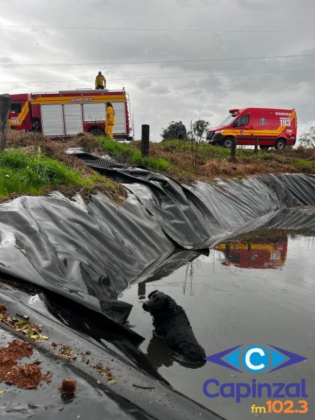 Cão é resgatado de esterqueira pelos Bombeiros em Seara