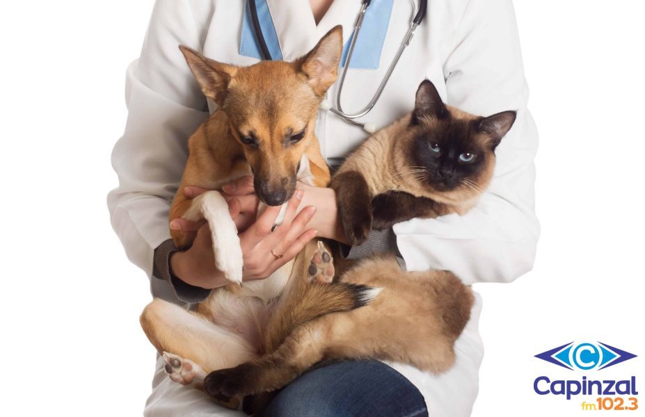Inscrições para castração gratuita de pets seguem abertas até 13 de julho em Campos Novos