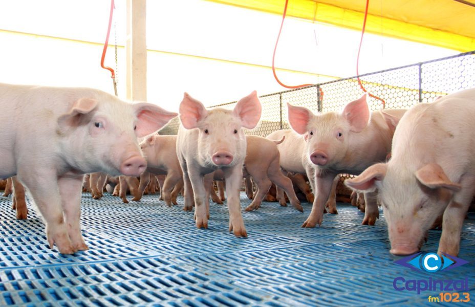 Custo de produção supera valor de venda e asfixia produtores em Santa Catarina