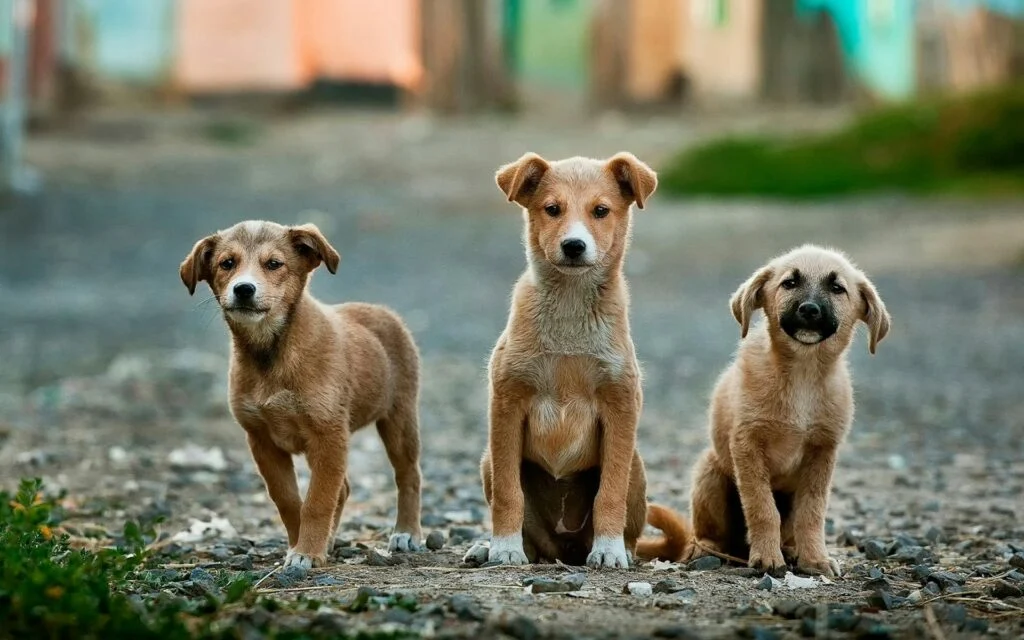 Causa animal em debate: audiência pública nesta quinta-feira vai discutir novo Projeto de Lei em Capinzal