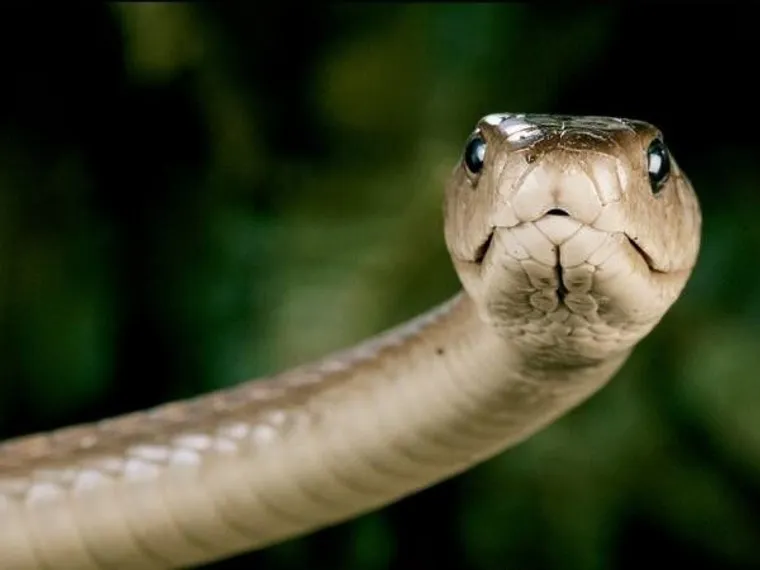 Dia Mundial da Cobra: biólogo alerta para a  importância das serpentes e desmente mitos que podem colocar vidas em risco