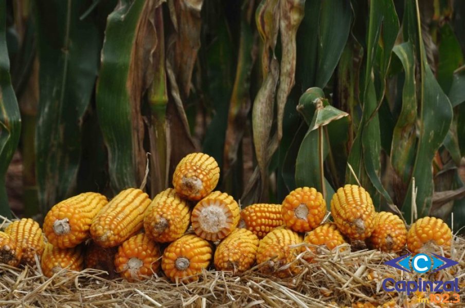 Epagri de Capinzal orienta agricultores sobre o Programa Troca-Troca de Sementes de Milho