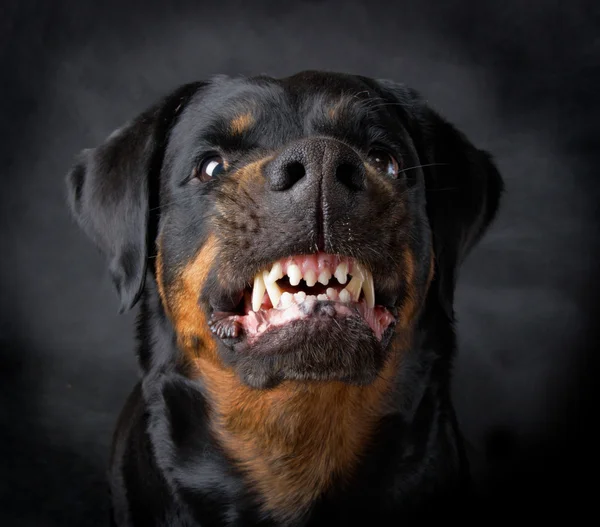 Moradora relata ataque de cão solto e faz alerta sobre risco à população no Loteamento Fernanda, em Capinzal