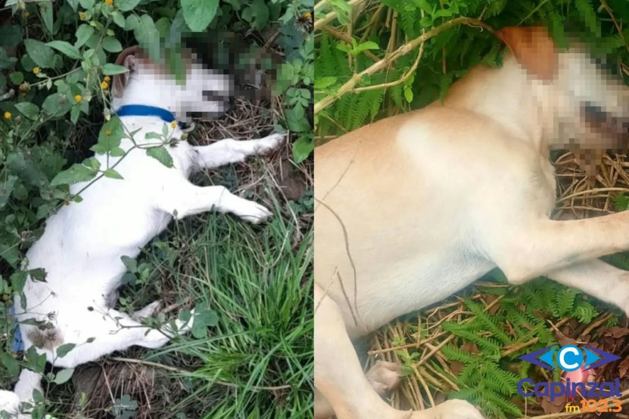 Três cães morrem em poucos dias por envenenamento no Loteamento Nova Capinzal