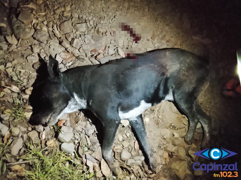 Cachorro é encontrado morto após morador ouvir disparo de arma de fogo em Zortéa