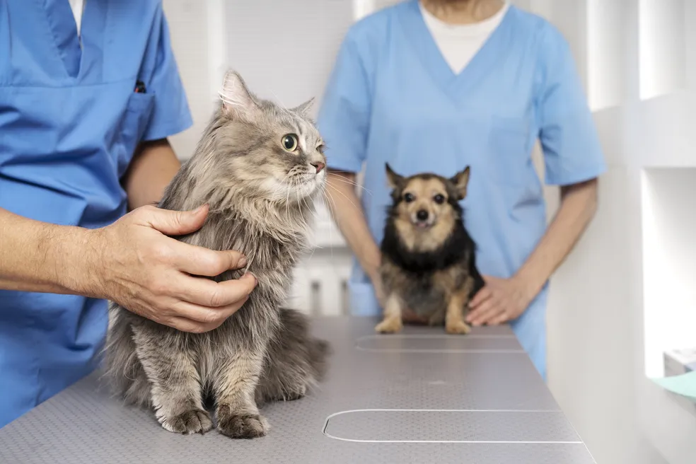 Capinzal realiza nesta quinta-feira mutirão para castrar 200 animais pelo programa Pet Levado a Sério